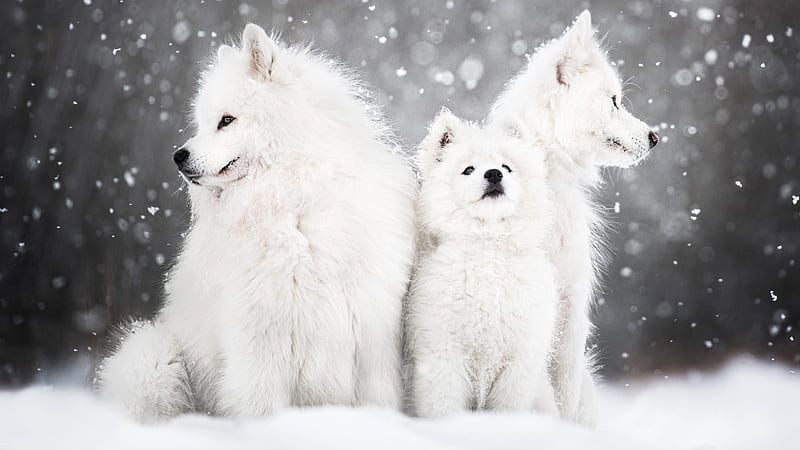 Three Samoyed Cub Dog Puppies Are Sitting On Snow In Snow Falling Background Dogs, HD wallpaper