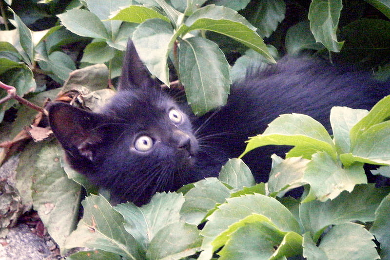 Fillet Cleo, cute, green, black, eyes, cats, animals, HD wallpaper