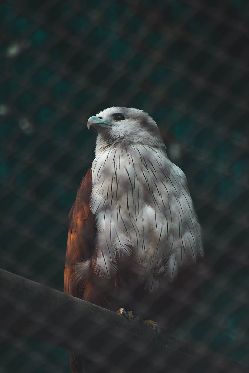 hawk, bird, white, predator, HD phone wallpaper