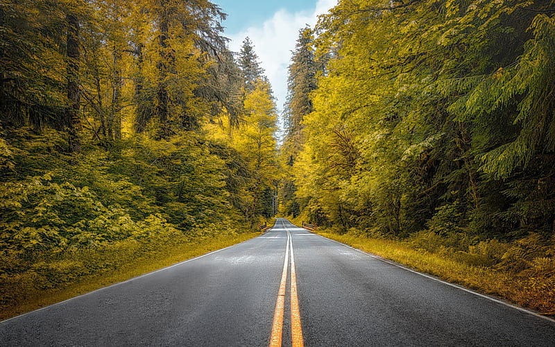 asphalt road in the forest, green trees, forest, yellow lines, USA, HD wallpaper
