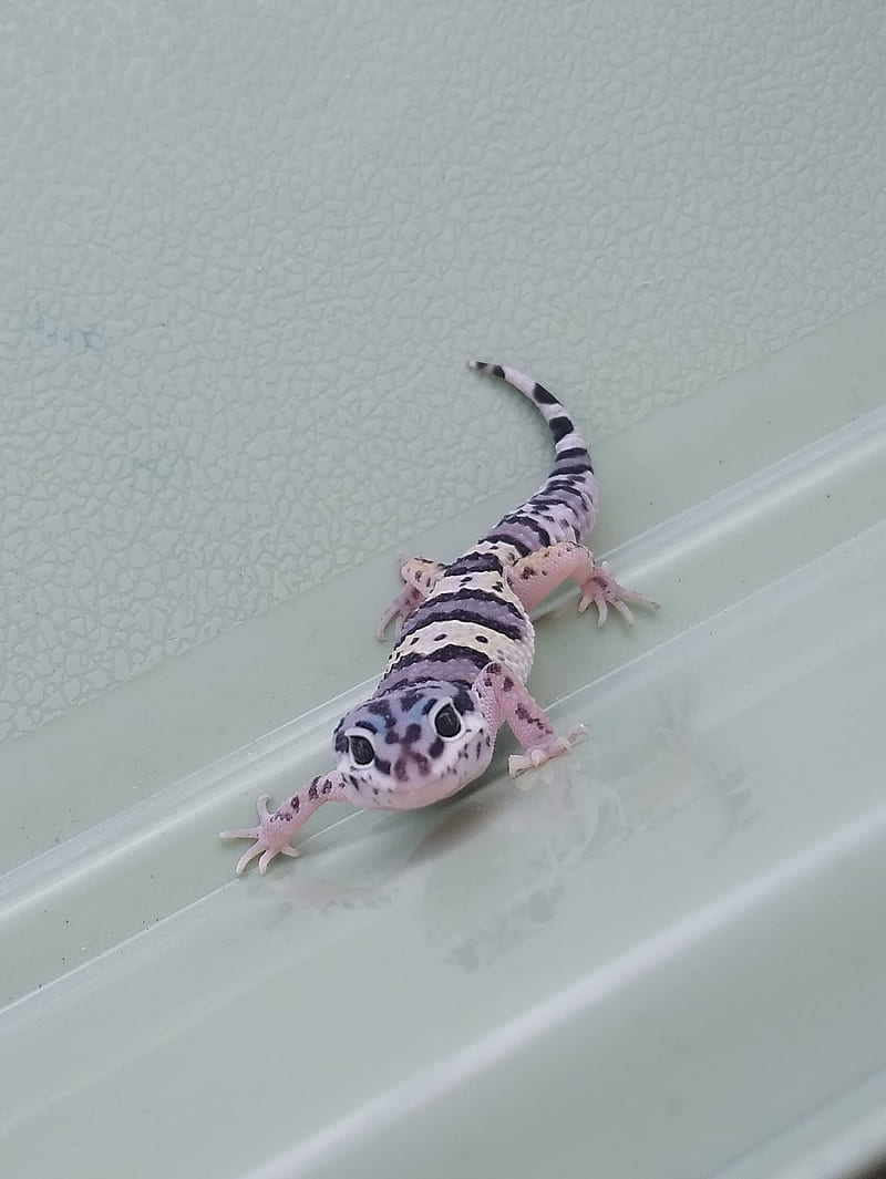 Snow Leopard Gecko, gecko, leopard, lizard, reptile, HD phone wallpaper