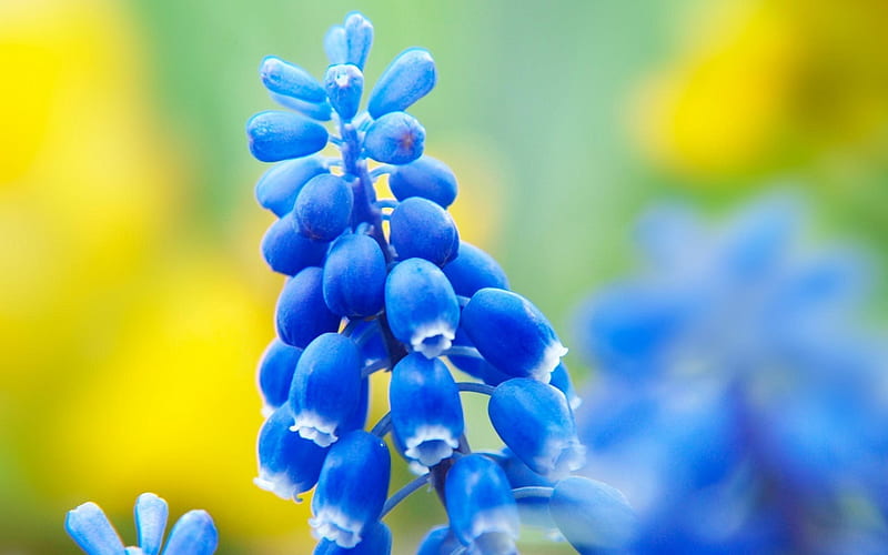 Blue Bells, flower, drooping, blue, bells, HD wallpaper