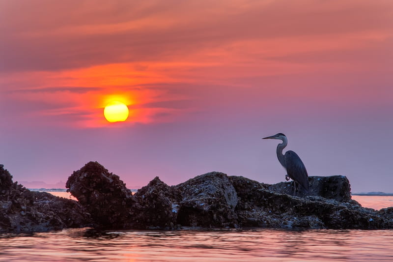 Blue Heron on Ocean Rocks at Sunset, rocks, Seagull, ocean, nature, sunset, HD wallpaper