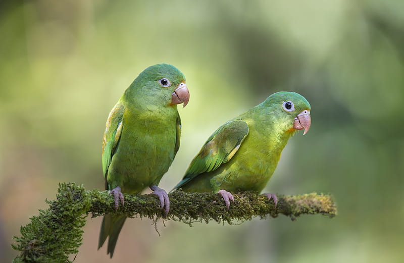 Parrots, cute, green, bird, pasare, parrot, couple, HD wallpaper | Peakpx