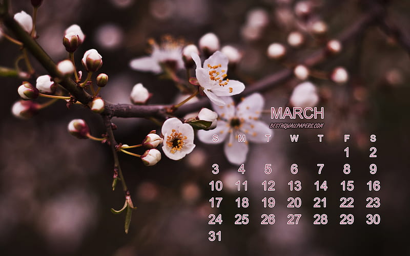 2019 March Calendar, spring flowers, cherry blossom, 2019 calendars, March, spring background, pink flowers, calendar for 2019 March, HD wallpaper