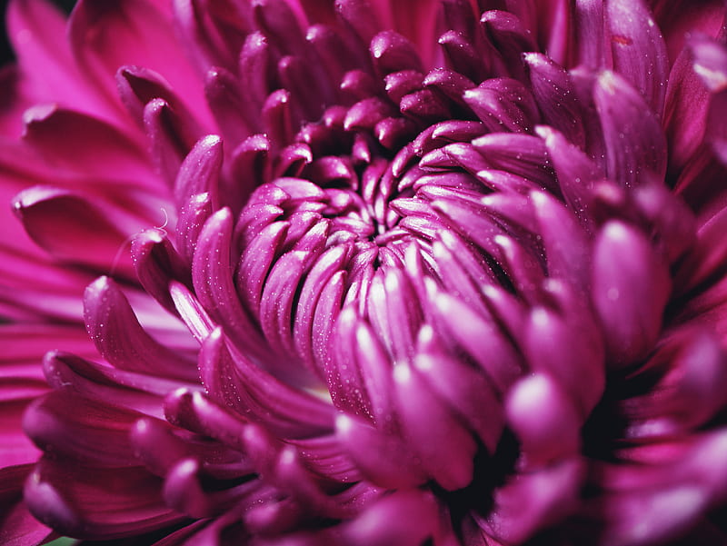 purple flower in macro lens, HD wallpaper
