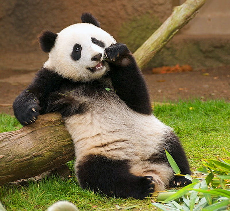 Chilling out, panda, black and white, bear, resting, log, HD wallpaper ...