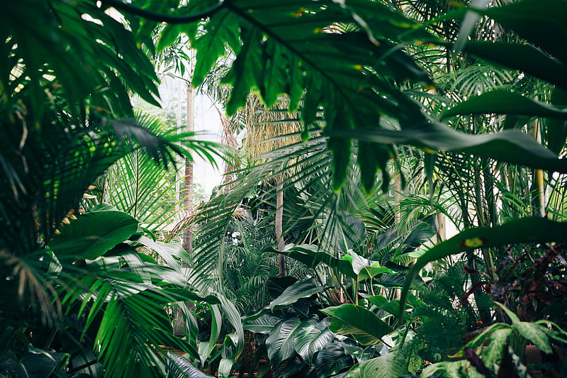 Plants, botanical garden, greenhouse, green, HD wallpaper | Peakpx
