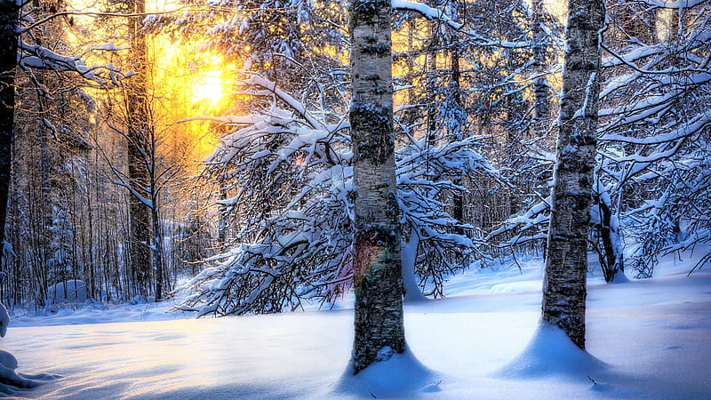 sun shining through a forest in winter r, forest, snow, r, sunshine, bark, winter, HD wallpaper