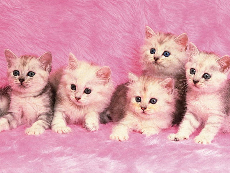 Kitten wallpapers hd, desktop backgrounds, images and pictures