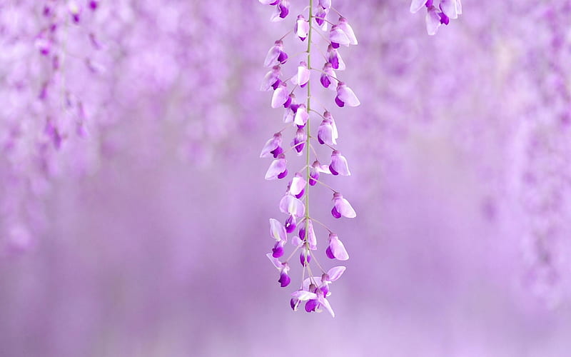 Purple Flower-Nature plant, HD wallpaper