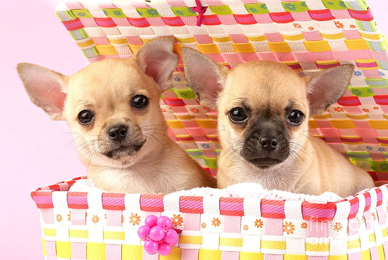 Two Chihuahuas, pretty, lovely, holiday, love four seasons, adorable, cute, puppies, beloved valentines, couple, animals, dogs, HD wallpaper