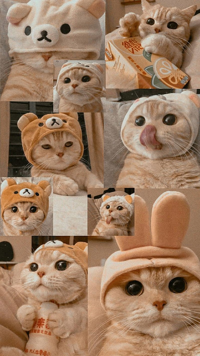 Cats, cute, weird, HD phone wallpaper