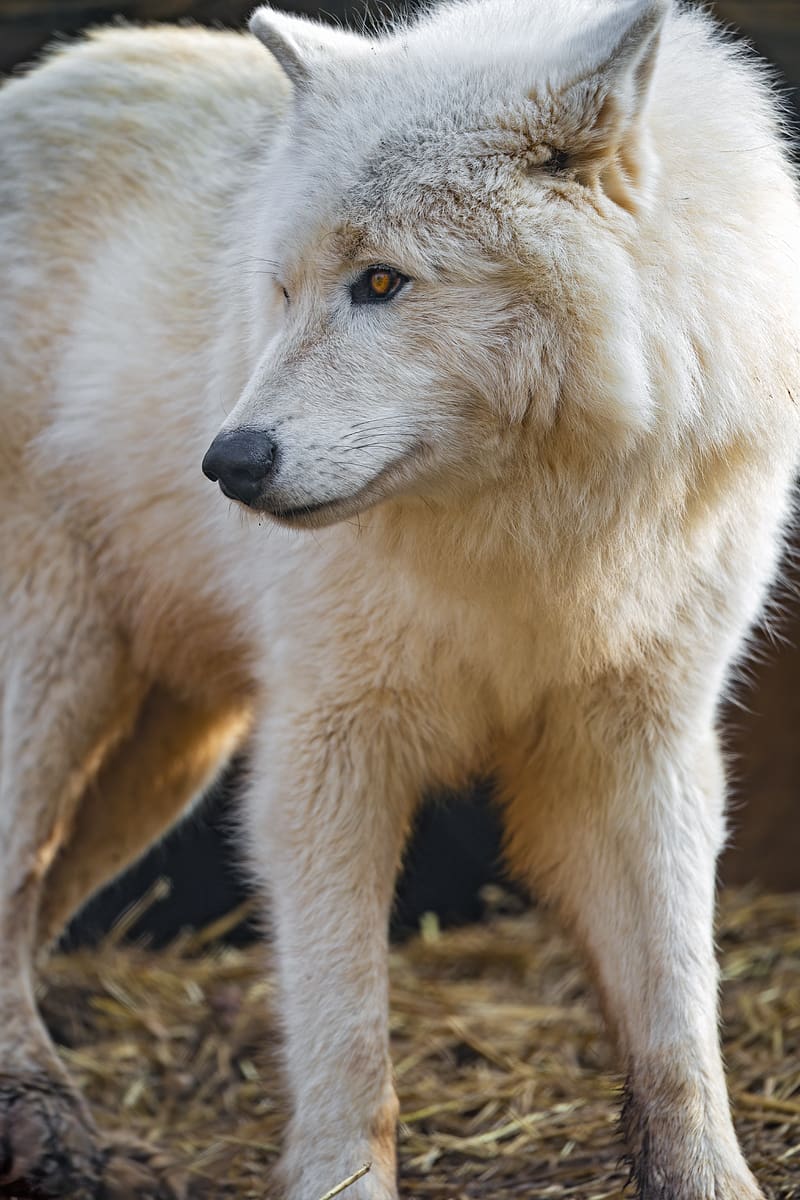 polar wolf, white wolf, wolf, predator, wild, HD phone wallpaper