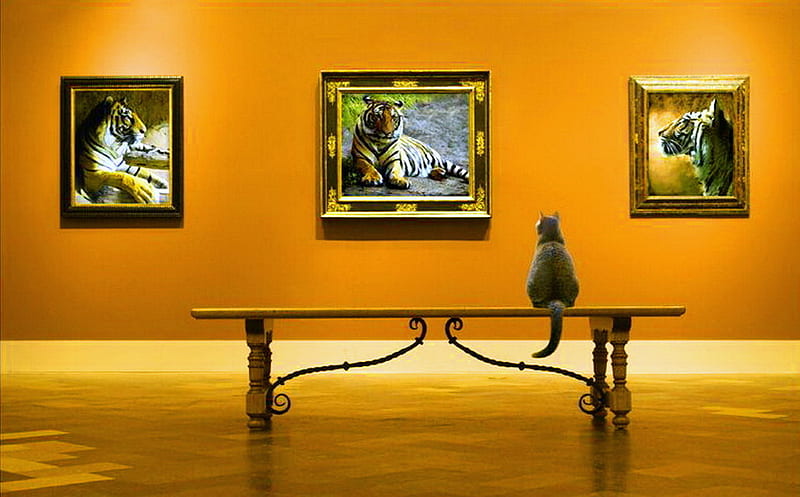 Admiration, bench, portraits, tigers, art gallery, cat, HD wallpaper