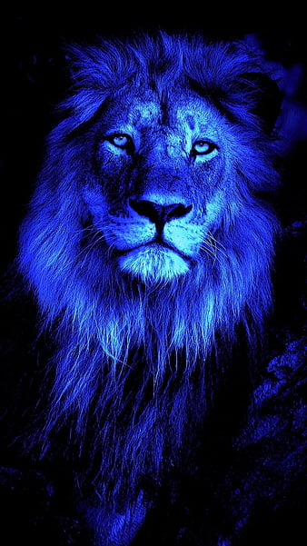 Lion logo with water concept, lion blue logo. | CanStock
