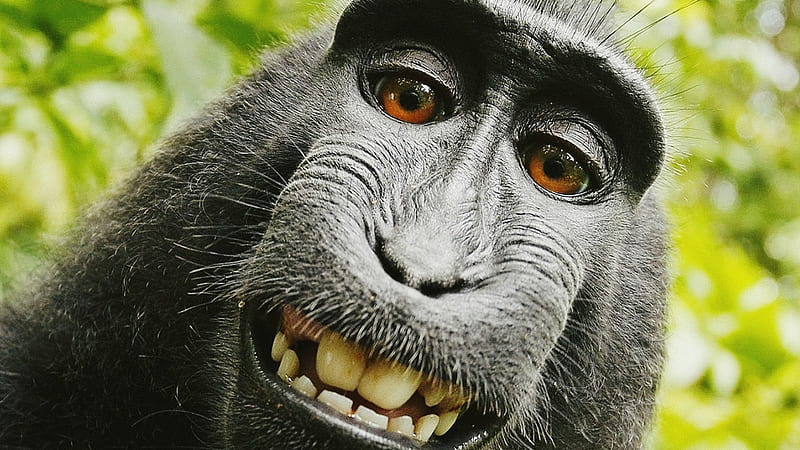 Monkey, aninal, black, face, smile, funny, eyes, HD wallpaper