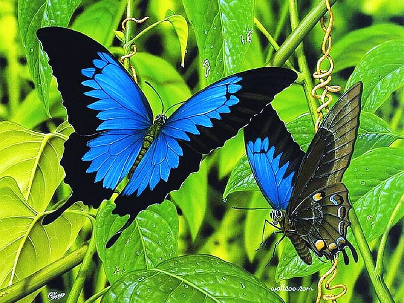 Two blue, leaves, green, two, blue and black, butterflies, HD wallpaper