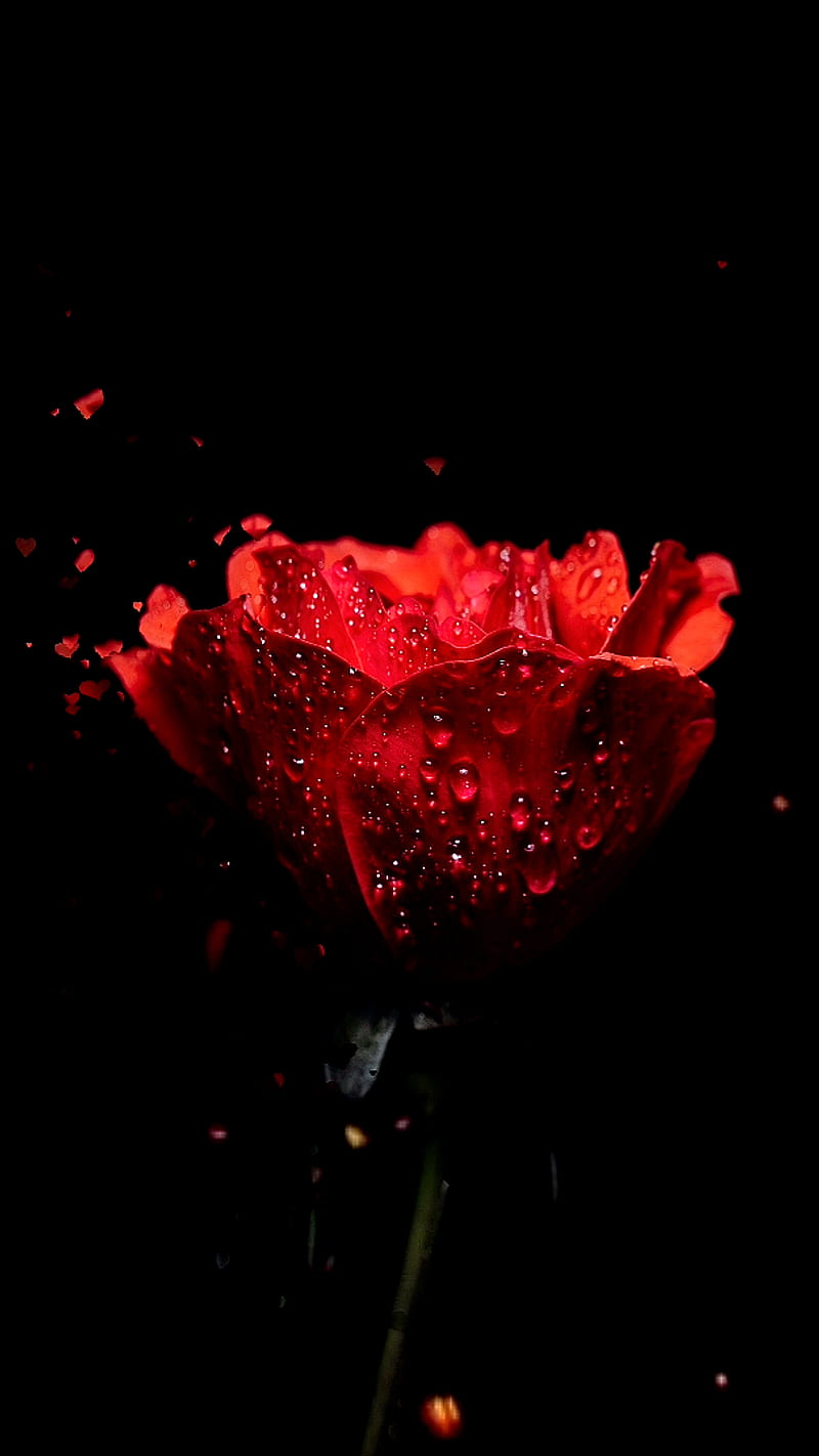 Rose, VIP, animation, dark, flower, landscape, love, nice, popular, red, HD  phone wallpaper | Peakpx