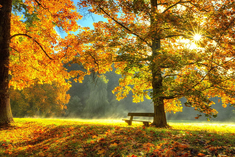 Fall foliage, rest, colorful, fall, autumn, golden, bench, yellow ...