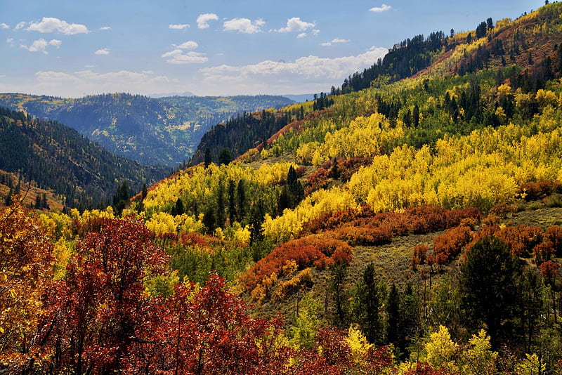 Colors of Colorado, trees, aspens, mountains, autumn, clouds, sky, HD wallpaper
