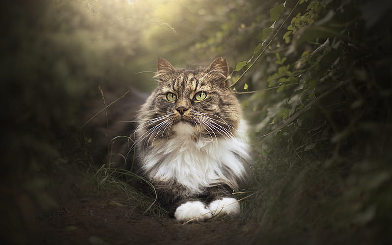 Norwegian Forest Cat, bokeh, fluffy cat, pets, domestic cats, cute animals, cats, Gray Norwegian Forest Cat, HD wallpaper