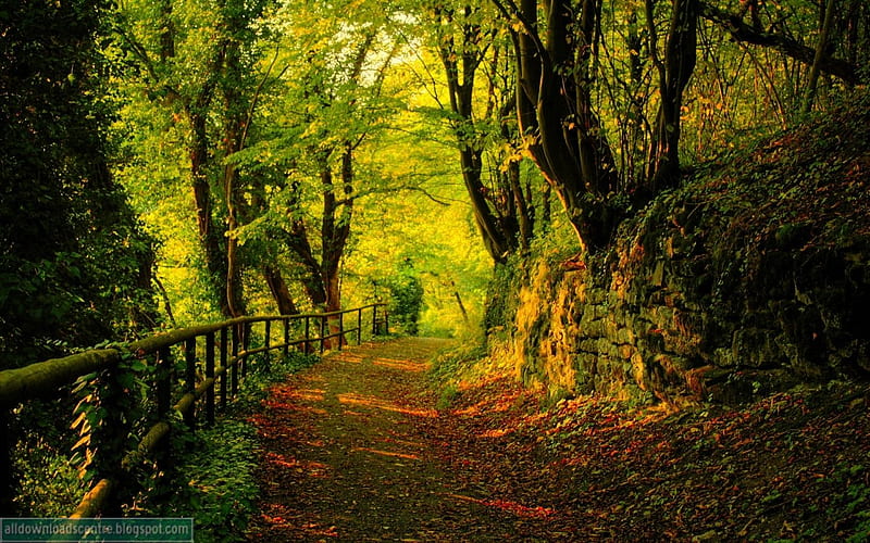 Hermoso bosque, cerca, bosque, verde, camino, leves de otoño, Fondo de  pantalla HD | Peakpx