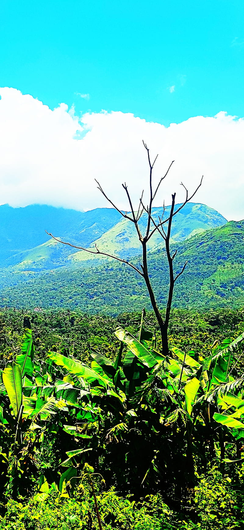 The Best Wayanad Dams (with photos) - Travel Toons Holiday Services