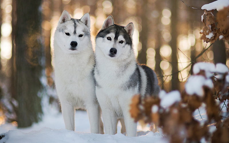winter, husky, pets, dogs, forest, Siberian Husky, HD wallpaper