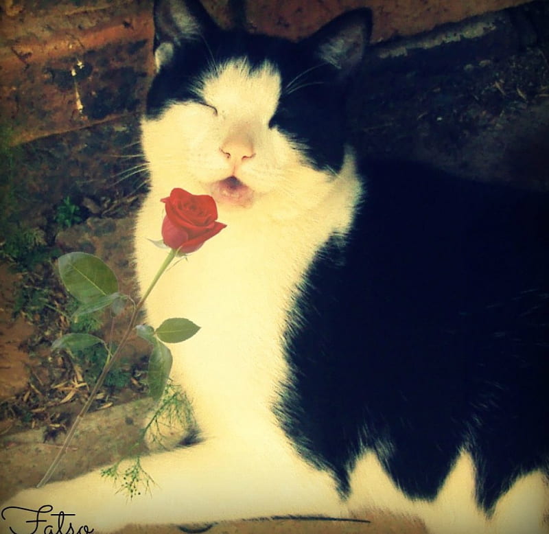 Cat-Fatso, cute, smell, roses, cat, relaxing, cats, tuxedo cat, tuxedo cats, HD wallpaper