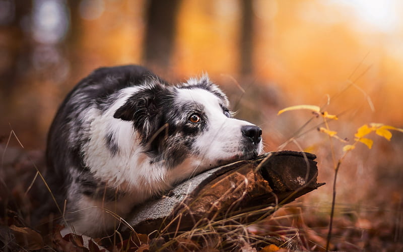 Australian Shepherd, autumn, bokeh, cute Aussie, forest, pets, dogs, Aussie, Australian Shepherd Dog, heterochromia, Aussie Dog, HD wallpaper