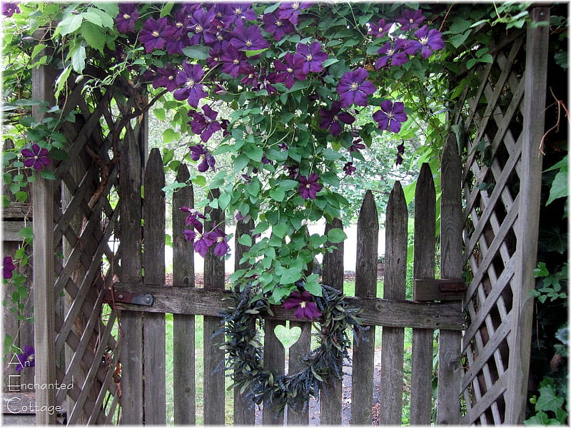 garden gate, gate, purple, clematis, garden, arbor, HD wallpaper
