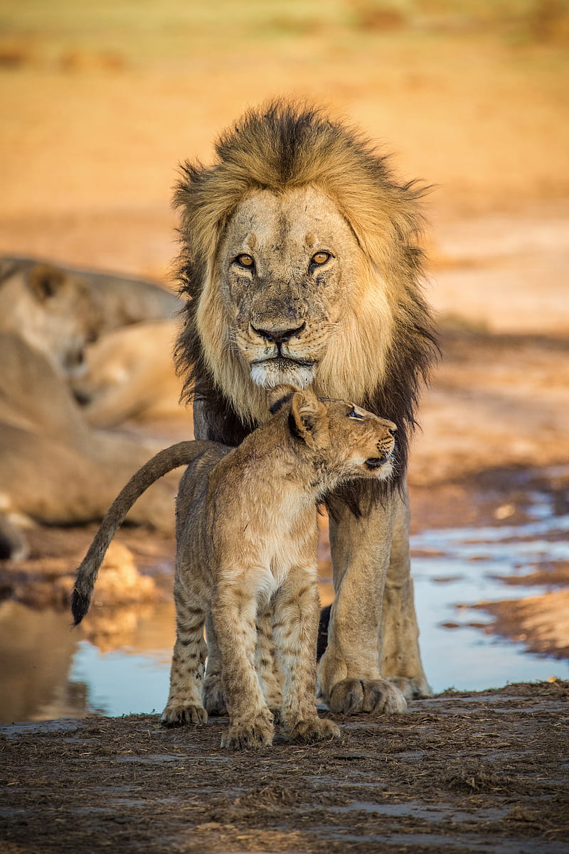 lion, lion cub, family, big cat, cub, HD phone wallpaper
