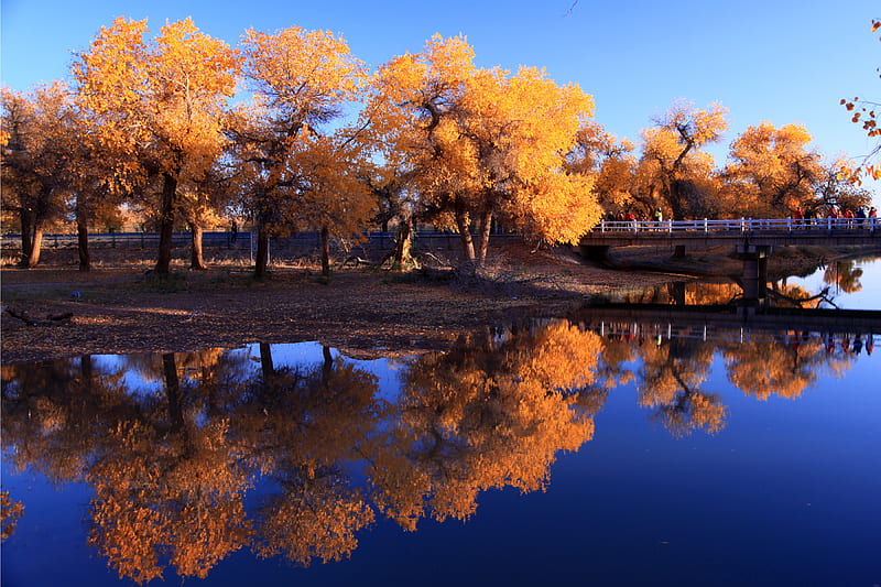 Nature Waters Autumn Trees Reflection In Water, autumn, nature, reflection, trees, HD wallpaper