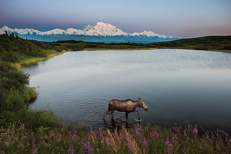 Alaska Moose , scenic, wilderness, wildlife, springtime, mountains, lake, HD wallpaper