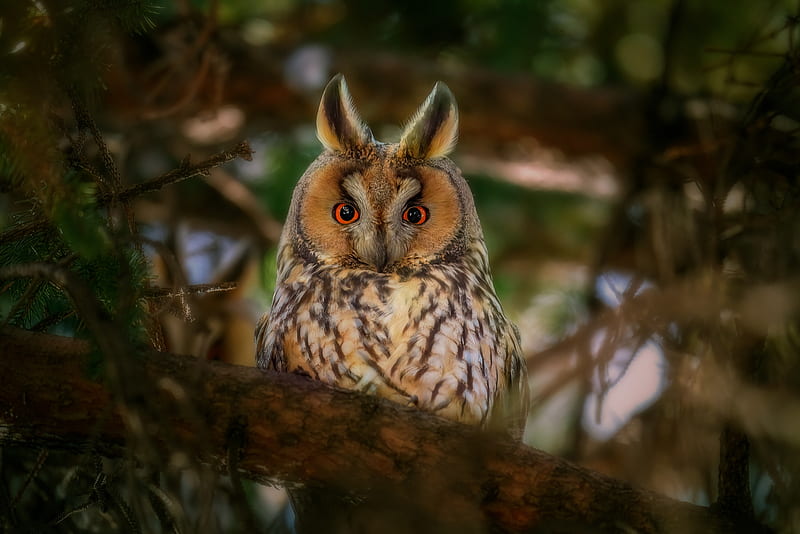 Birds, Owl, Long-Eared Owl, HD wallpaper