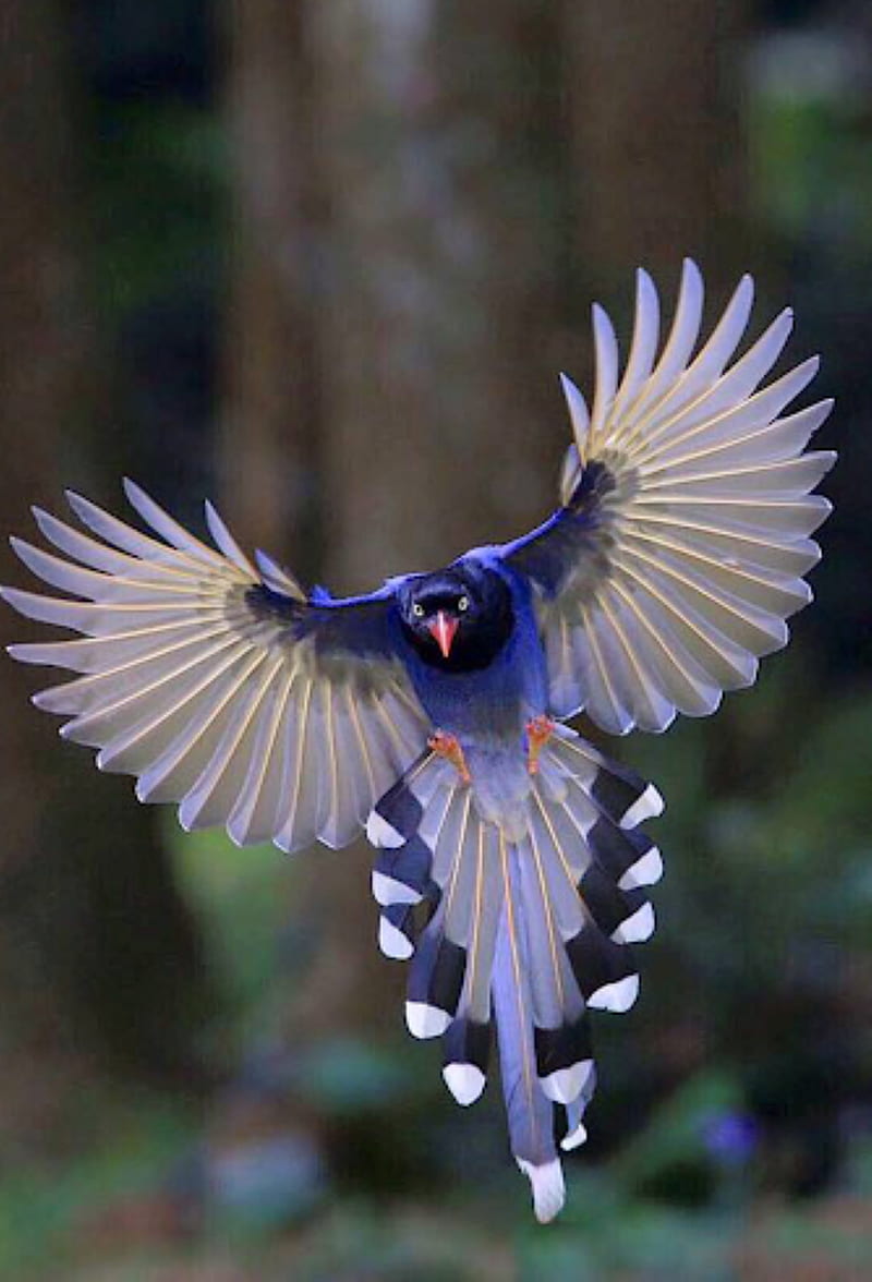 blue magpie, bird, sri lanka, HD phone wallpaper