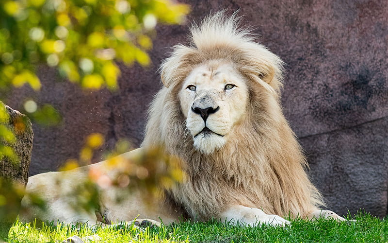 White lion, rare animals, predators, lion, green grass, White lions, HD  wallpaper | Peakpx