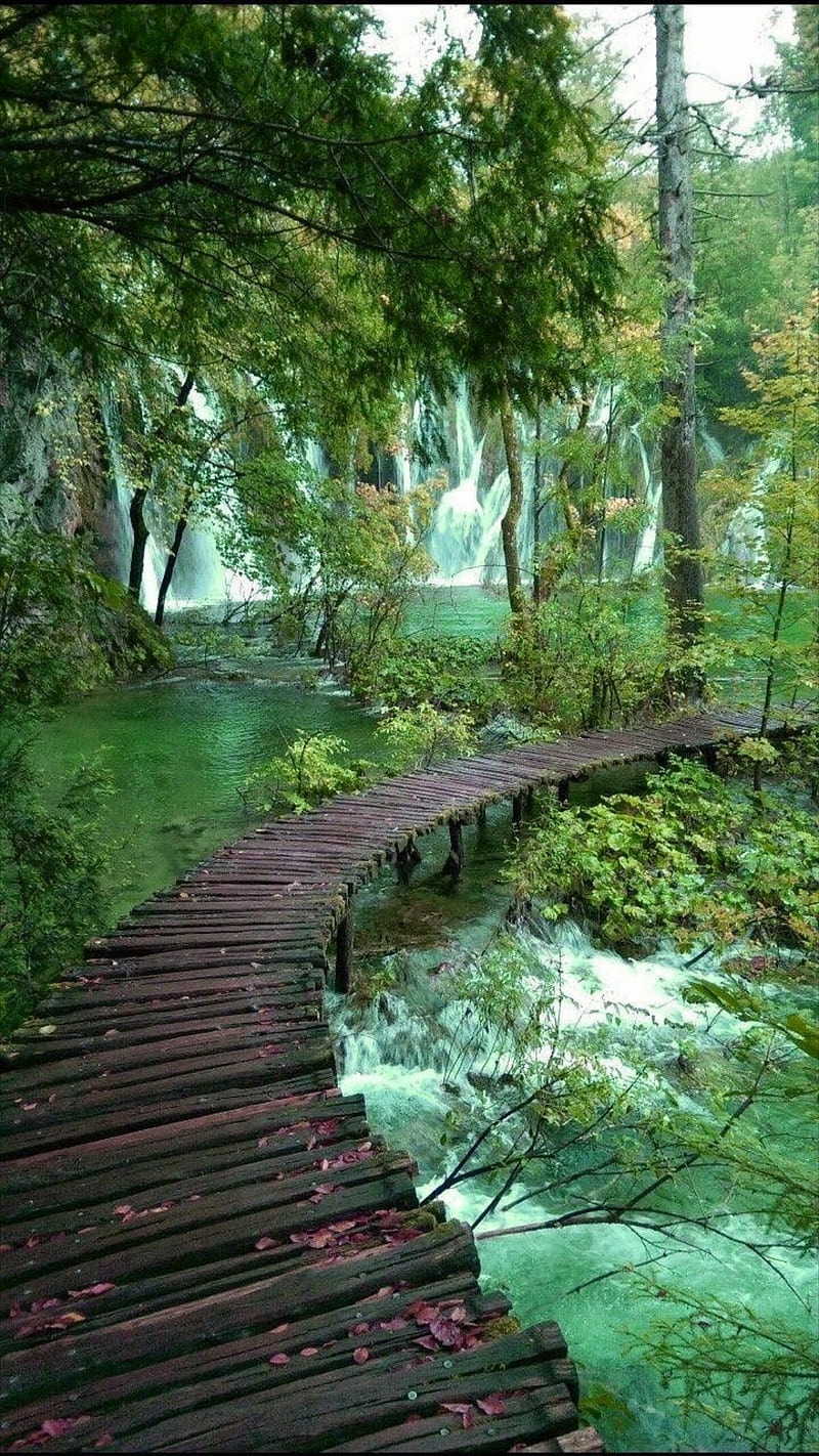 Take a walk, bridge, forest, green, leaves, nature, trees, wooden bridge, HD phone wallpaper
