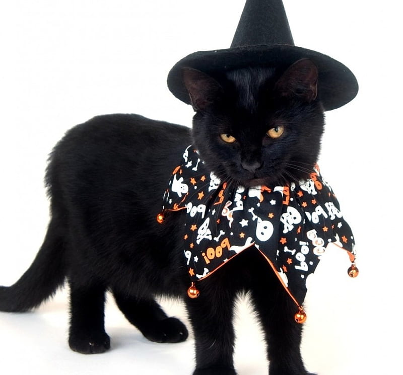 Disfraz de gato bruja, bruja, disfraz, negro, halloween, gato, animales,  Fondo de pantalla HD | Peakpx