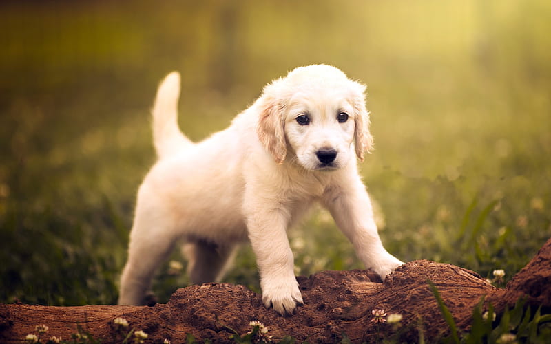 Golden Retriever, puppy, labrador, forest, dogs, pets, cute dogs, Golden Retriever Dog, HD wallpaper