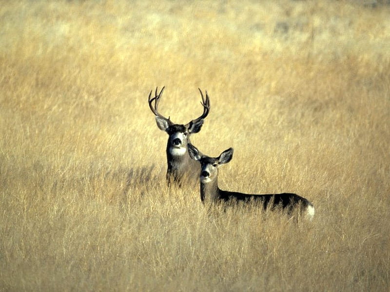 Mule-Deer-in-Grass, in-grass, mule-deer, cool, HD wallpaper