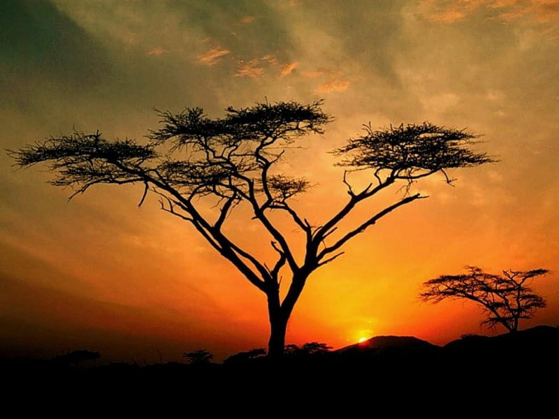 Savannah Sunset, tree, sun, orange, savanna, sunset, clouds, sky, africa, HD wallpaper