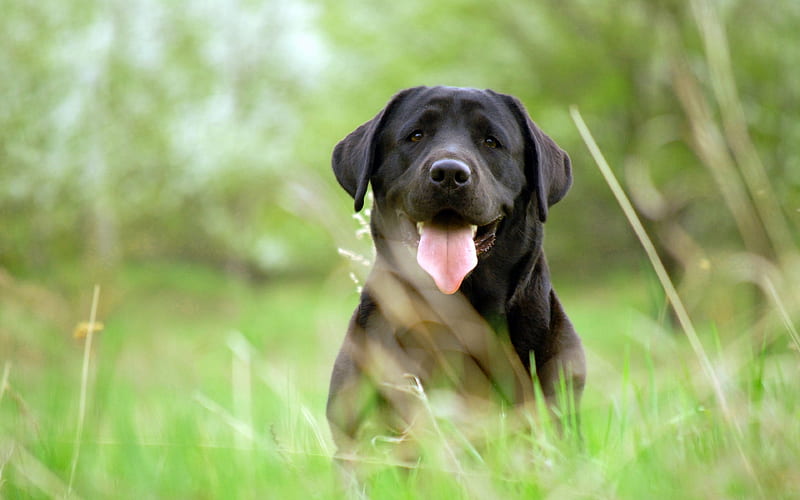 Labrador retriever, grass, dogs, black retriever, HD wallpaper