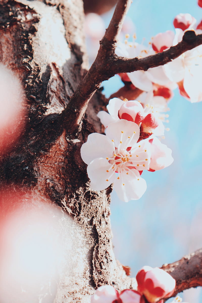 flowers, cherry, tree, blossom, spring, HD phone wallpaper