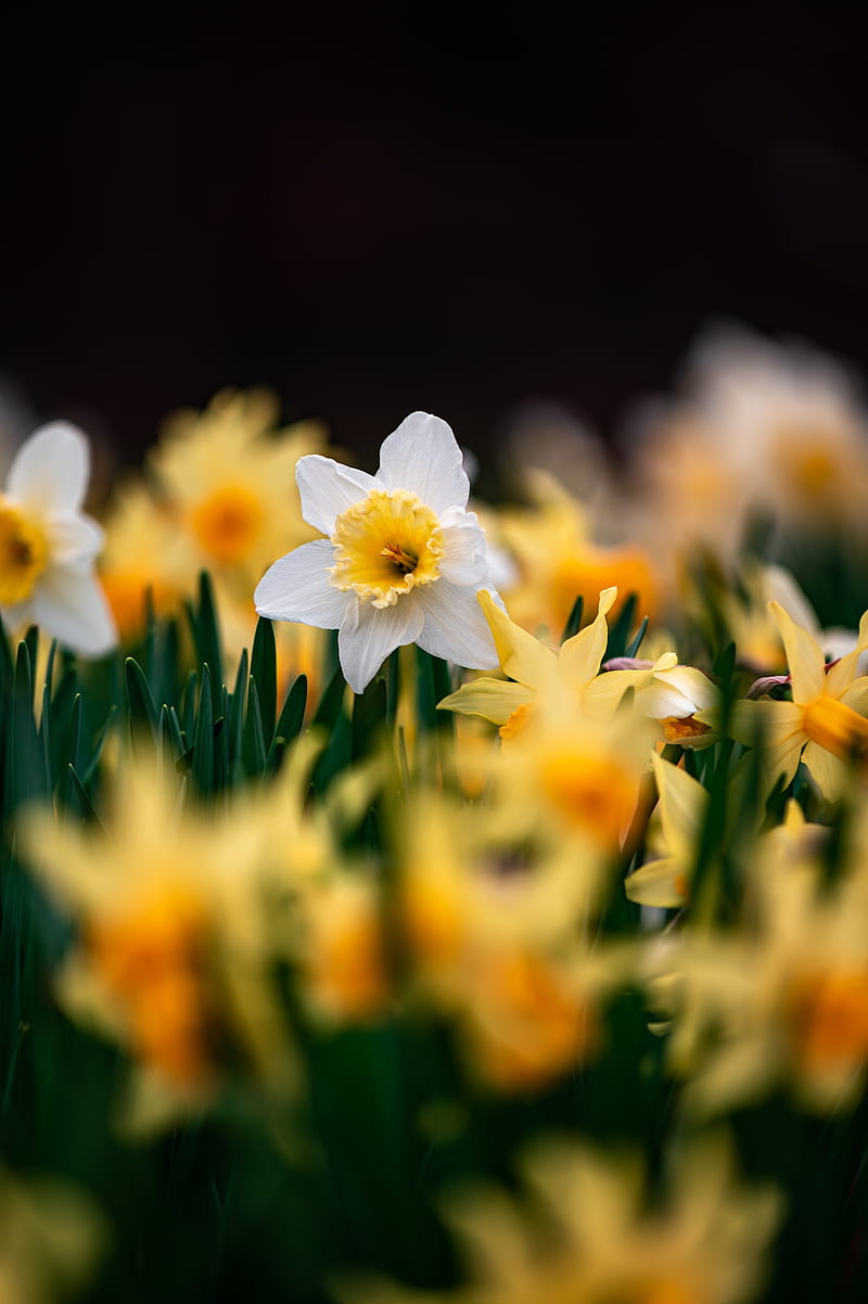 daffodils, flowers, focus, macro, HD phone wallpaper