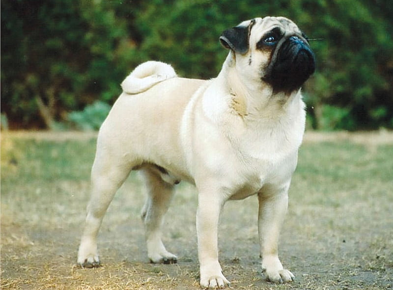 Pug junior 2025