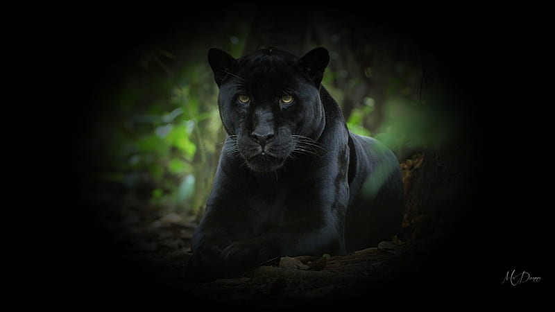 Black Panther, wild, Firefox theme, forest, jungle, collage, cat, panther, HD wallpaper