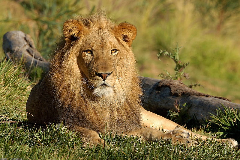 JUNGLE KING, jungle, king, lion, HD wallpaper