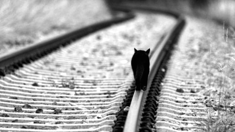 the journey , special, graphy, railroad tracks, black and white, bonito, hop, cat, HD wallpaper